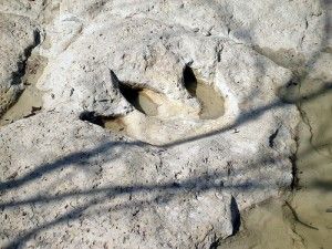 20110520083130dinosaur-track-glen-rose-300x225.jpg