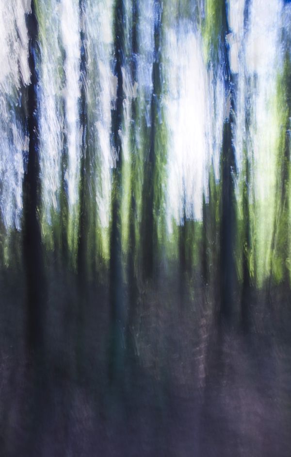 The Woods thumbnail