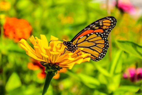 Monarch Butterfly Landing thumbnail