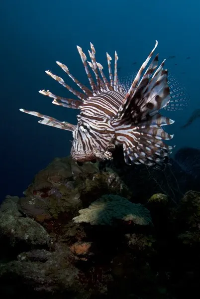 A fish in dark water.