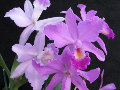 Michelle Obama is the 14th consecutive First Lady to have a cattleya orchid named in her honor (above). Last year, the Melania Trump orchid was earning acclaim in the plant world. 