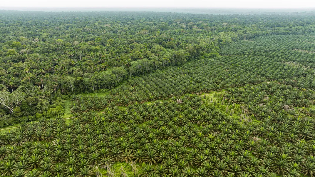 An African palm plantation near the Indigenous territory of the Secoya community. Habitat destruction is the biggest threat for pygmy marmosets.
