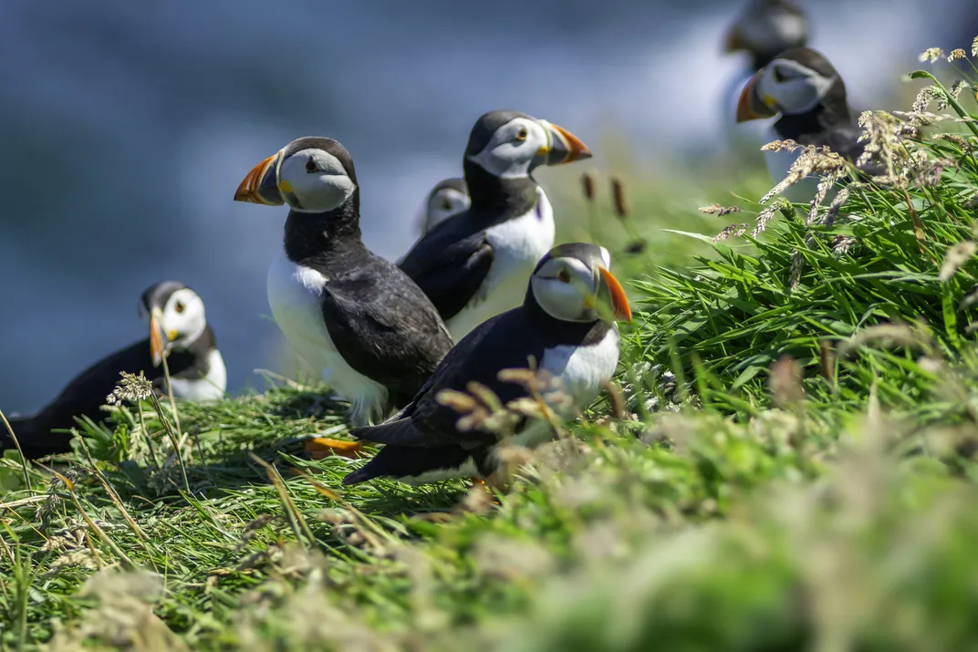 Puffins on Scotland's Isle of Staffa