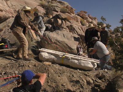 The fossil is more than six-and-half feet long and, once it had been wrapped in a protective “jacket” and affixed to two pieces of wood, weighed nearly 1,000 pounds. 