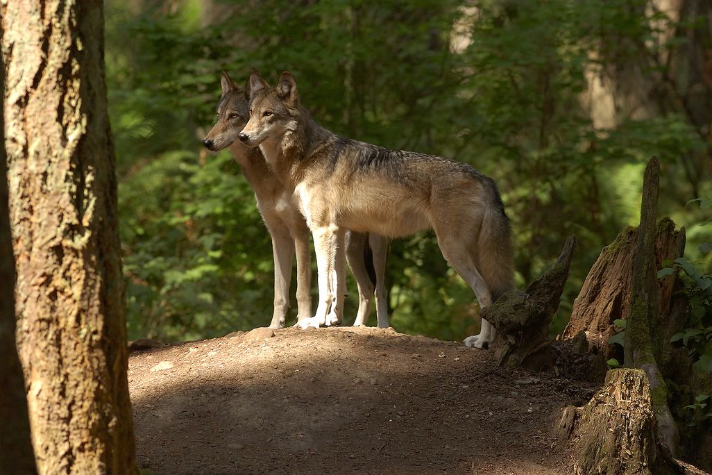 Two juvenile gray wolves standing side by side in the woods.