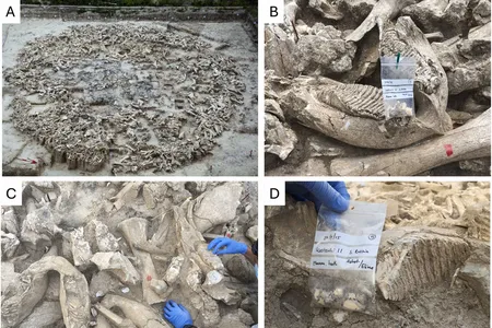 The mammoths were not all related to each other, according to the new analysis.