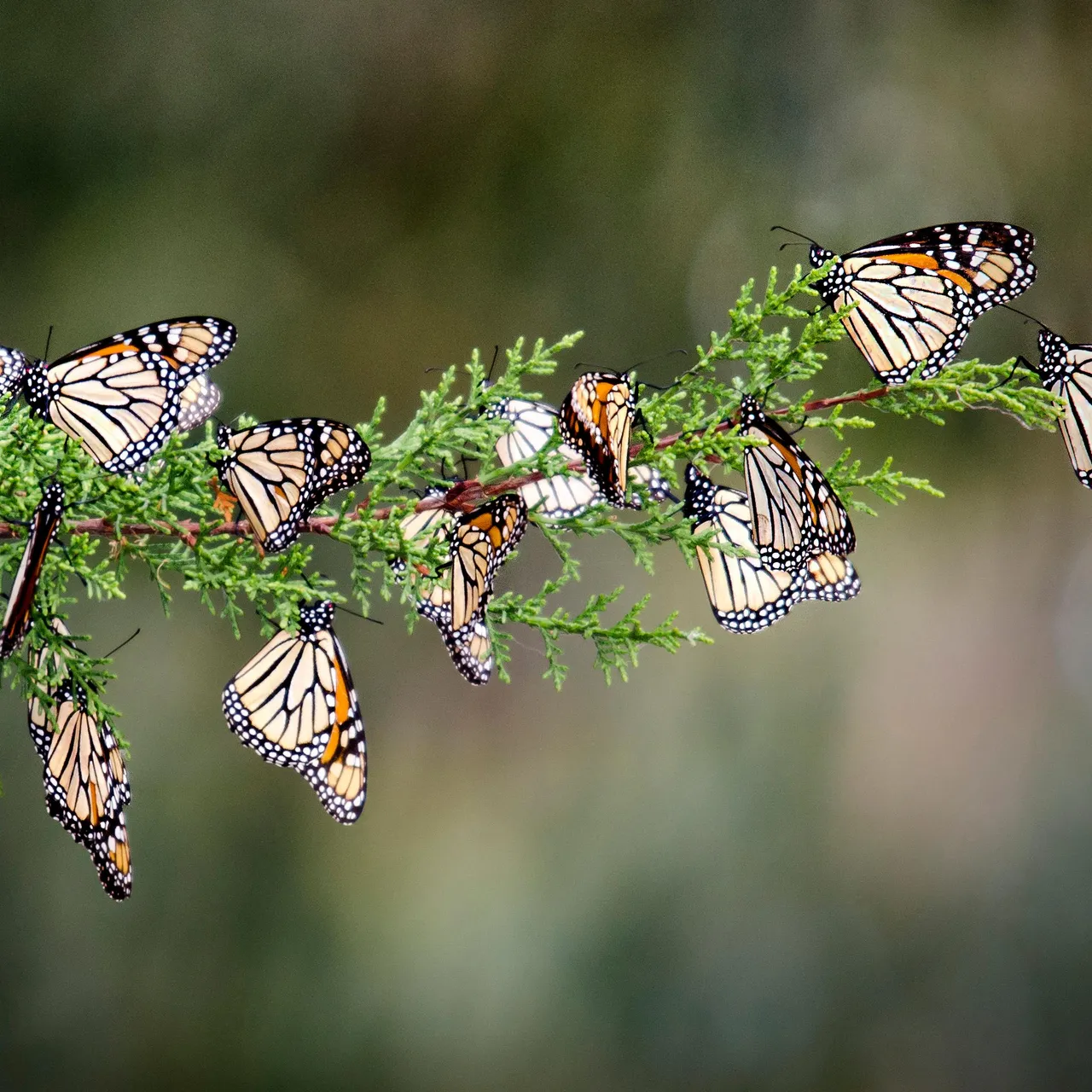 Your Butterfly Photos Could Help Monarch Conservation, image size:1280x1280