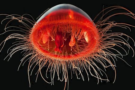 Karen Osborn, invertebrate zoologist and curator at the Smithsonian’s National Museum of Natural History, uses photography to help people better understand the hard-to-see marine animals she studies, like this deep-sea jellyfish Voragonema pedunculata.