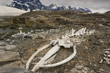 A different blue whale skeleton rests on Goudier Island, Antarctica.