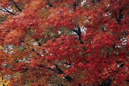 "People often use the word tedious to describe my work," says Breitman, "but I find it meditative." Maple was based on family photographs.