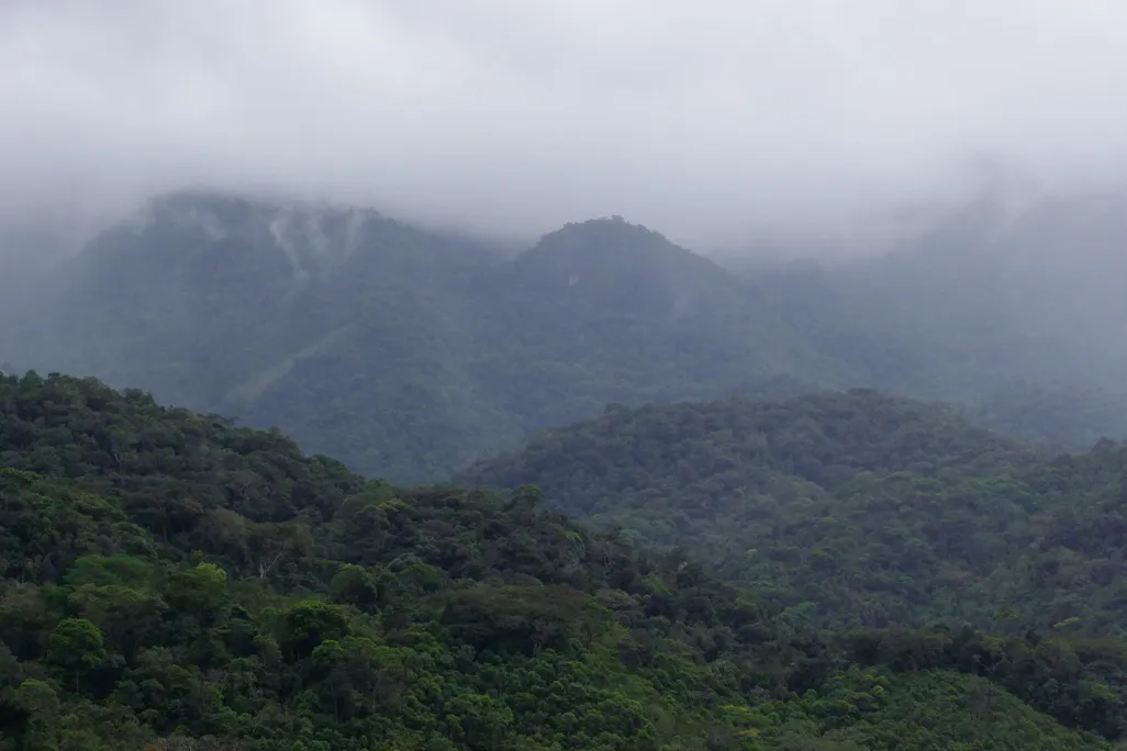 Brazil's Atlantic Forest 