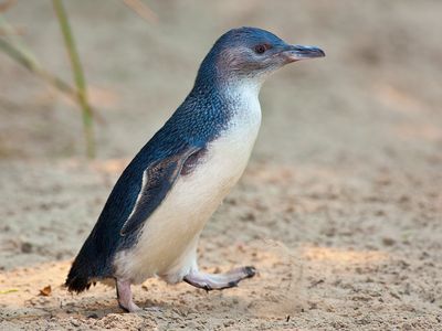 Little penguins are the only penguins now found in Australia.