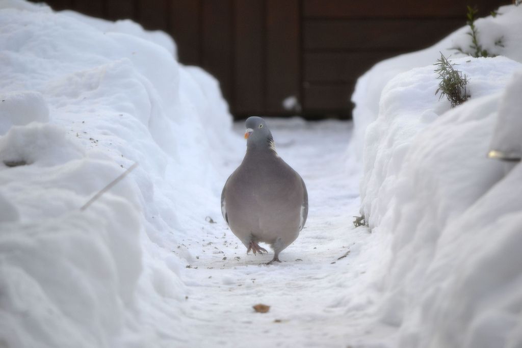 snowy pigeon