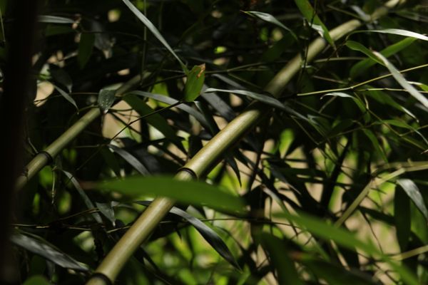 Bamboo In My Backyard. thumbnail