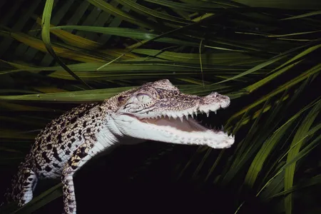 A juvenile crocodile in a Cape York peninsula river, the region where researchers recently looked for wild rice species