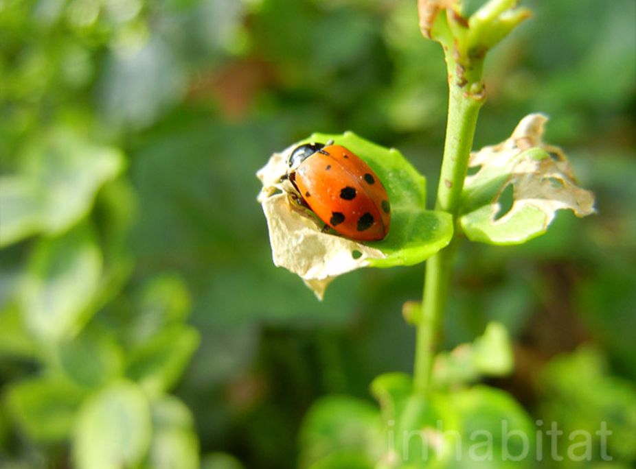Ladybugs 