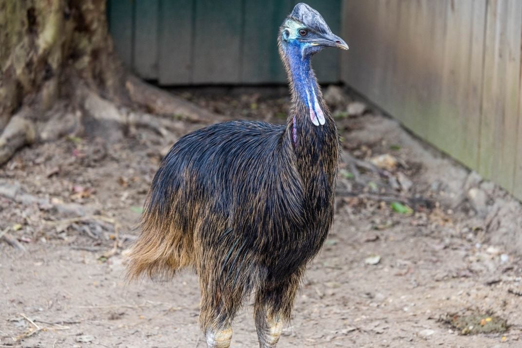 A large, flightless bird called a cassowary stands in a sandy yard. It has long, dark body feathers, bright blue neck and face feathers and a helmet-like casque on its head.