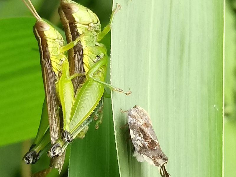 Two Grasshoppers and a Moth | Smithsonian Photo Contest | Smithsonian ...