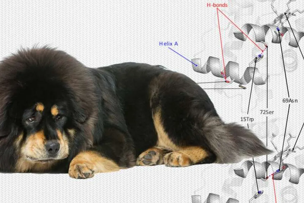 Tibetan Mastiff