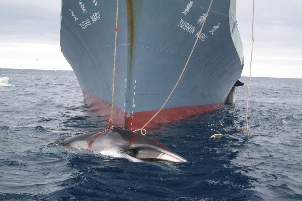 whale