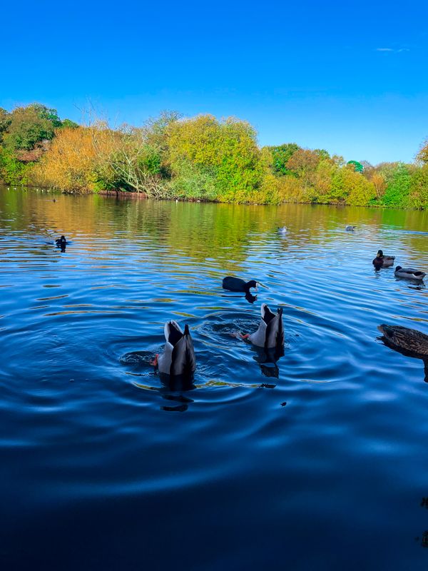 Ducks diving in the lake in Southampton thumbnail