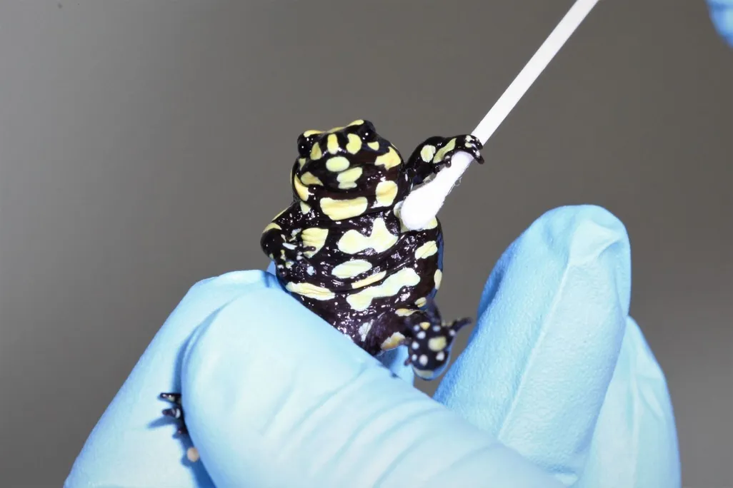 a researcher swabs a frog