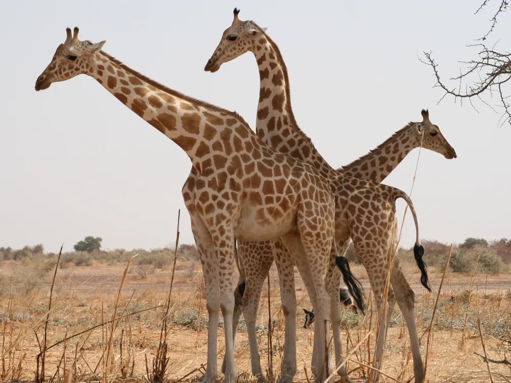 Researchers Studied Cute Pictures of Baby Giraffes to Learn About Their  Spots | Smart News| Smithsonian Magazine