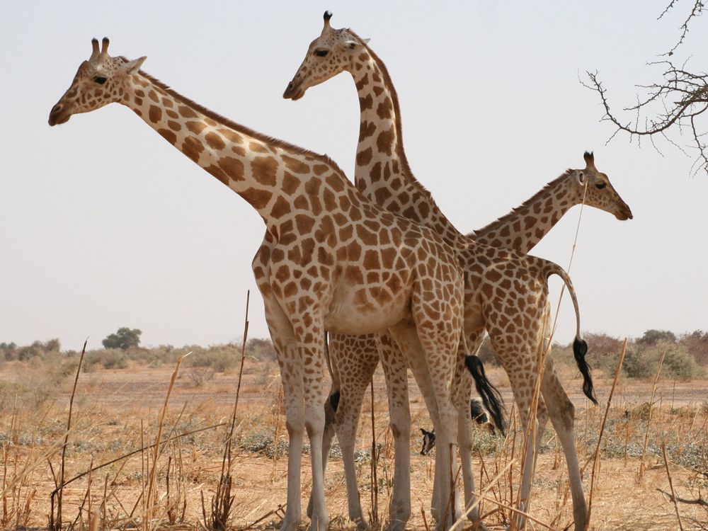 Giraffes