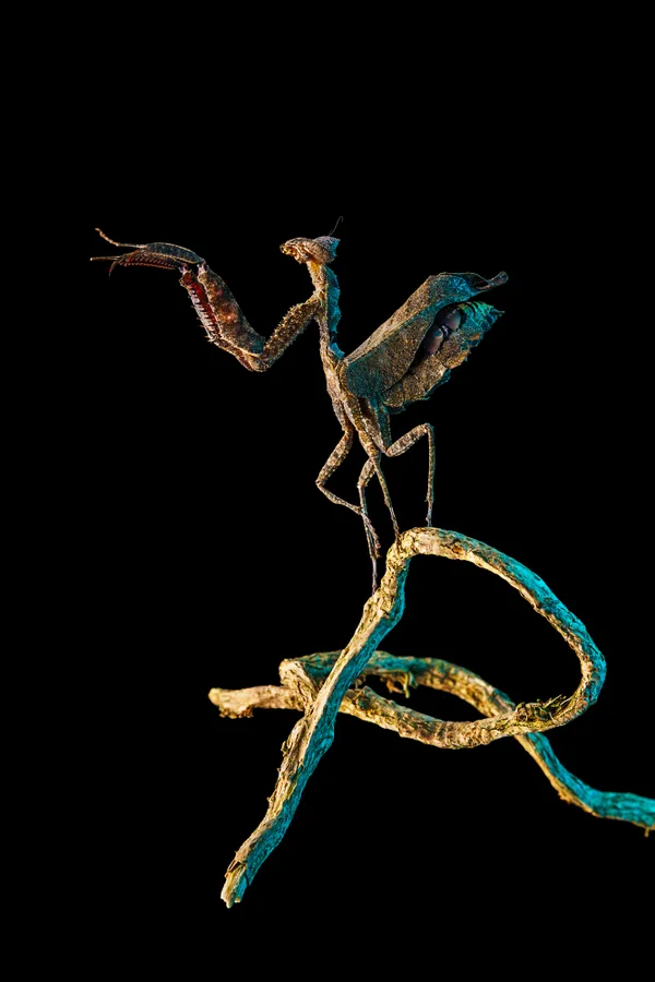 Whispers of Camouflage — The South American Dead Leaf Mantis thumbnail