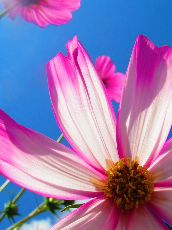 Under the Garden Cosmos thumbnail