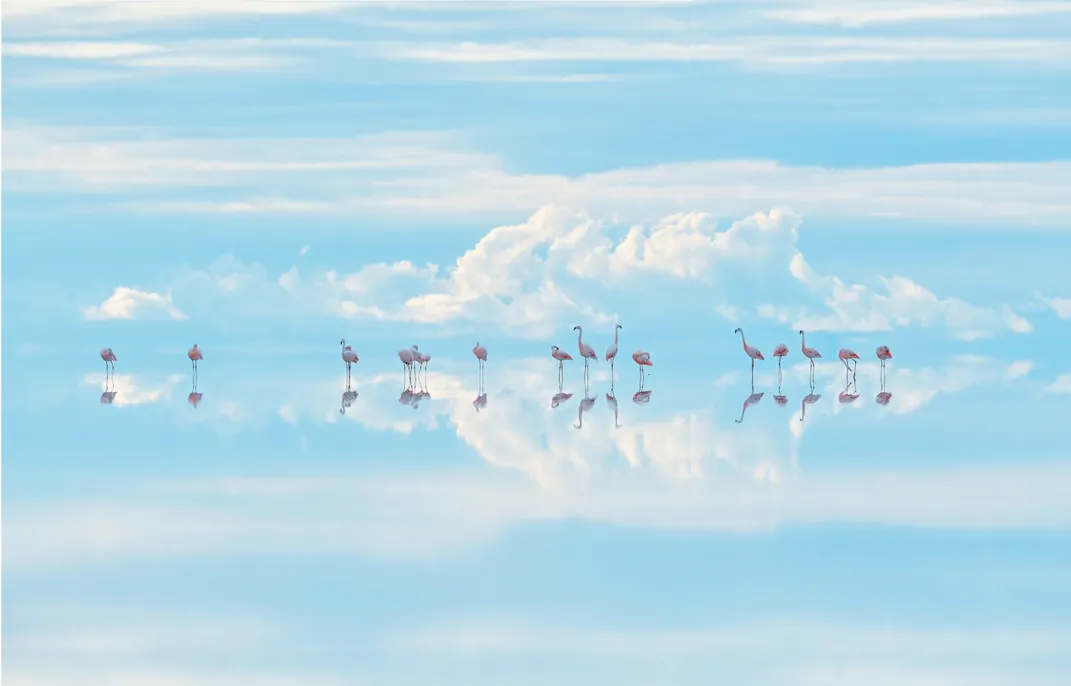 Heavenly flamingos