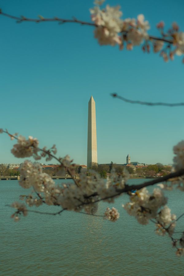 Cherry Blossoms at the Washington Monument thumbnail