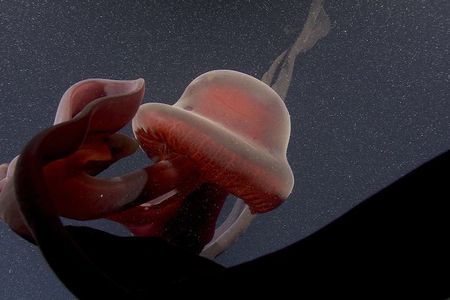 In the video, the giant jellyfish's large bell is seen pulsing and glowing a faint orange as it floats in the dark abyss.