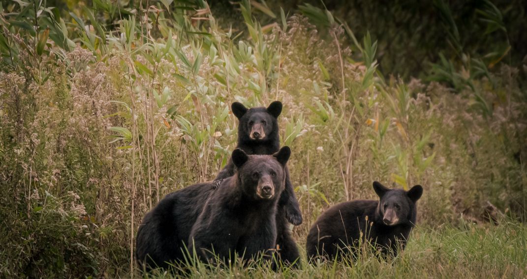 Portriat of an American Black Bear Family | Smithsonian Photo Contest ...