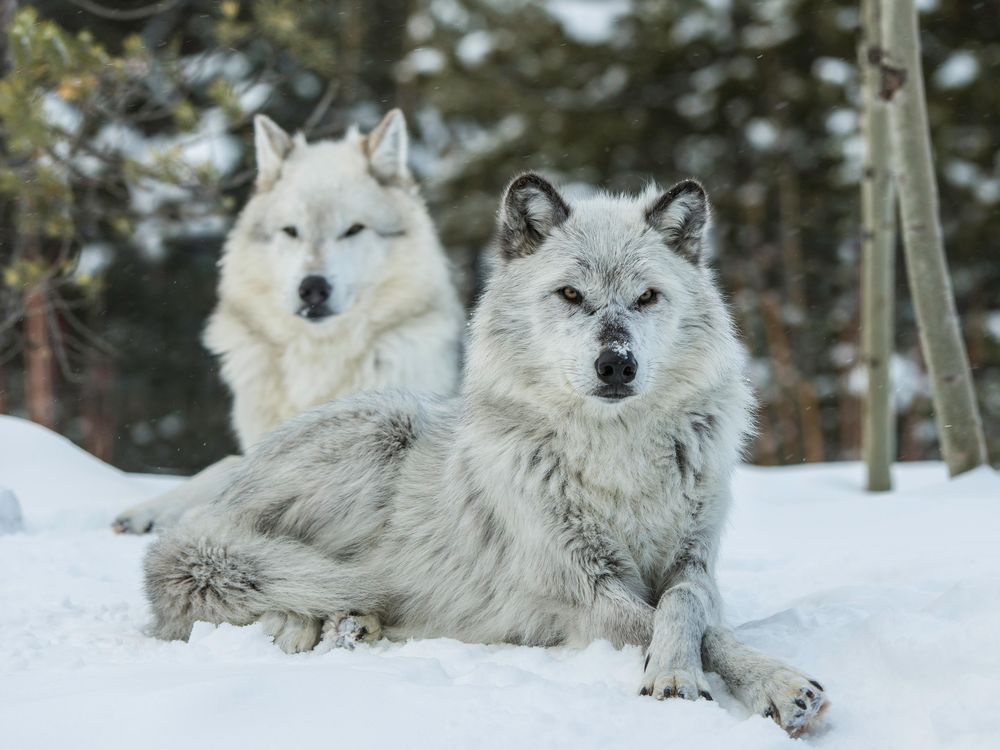 Two gray wolves sitting in the snow