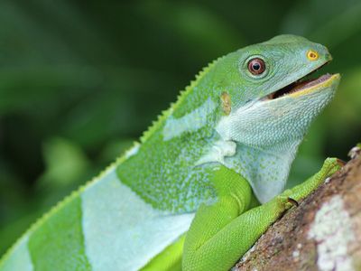 A male central Fijian banded iguana from Ovalau Island, Fiji.