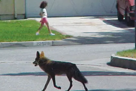 Coyotes in densely populated areas (a Los Angeles suburb) can be alarming. But wildlife experts say they fill a niche in the urban ecology.