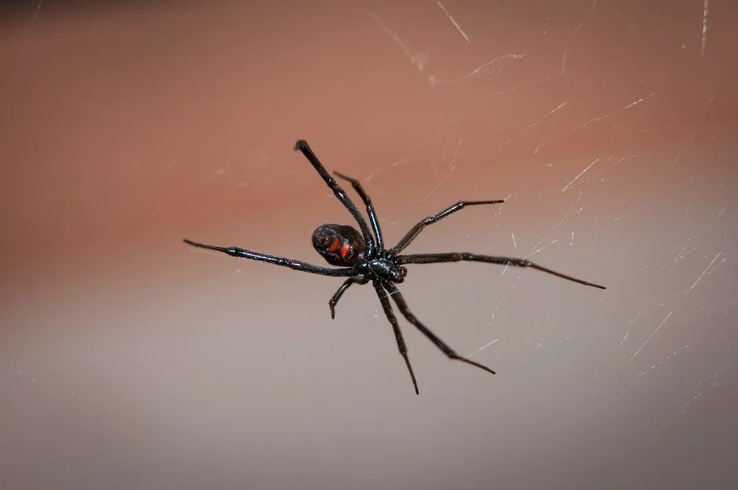 A black widow crawls on her web, with background blurred. The red hourglass marking on her back is visible