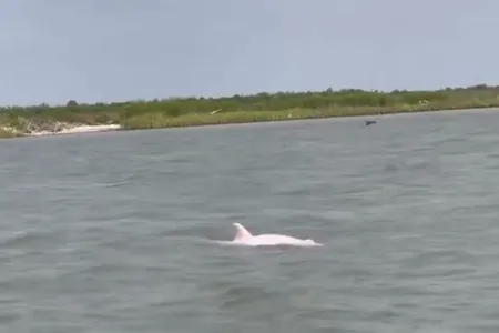 A pink dolphin spotted in Louisiana.