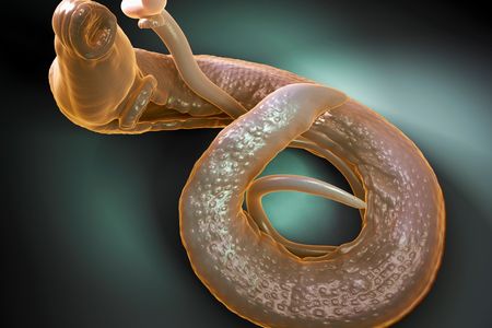 Male and female parasitic worms of the genus Schistosoma