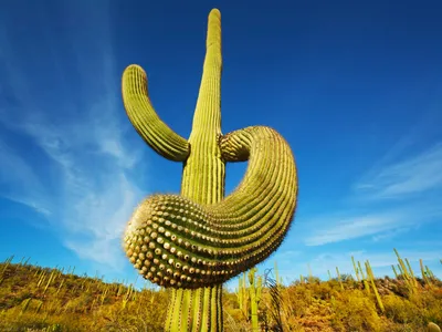 The towering Saguaro is native to Arizona's Sonoran Desert and its juicy red fruit, which locals use to make jams and syrups, ripens in June. 