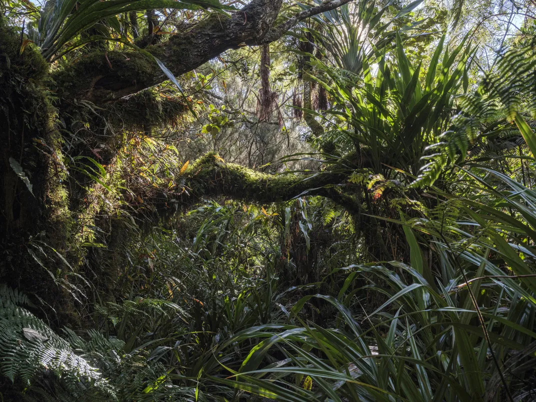 At about 4,300 feet above sea level, Bélouve Forest, at the center of Réunion Island, is considered a high-altitude tropical jungle. Bélouve has been described as the heart of the lush Réunion National Park.