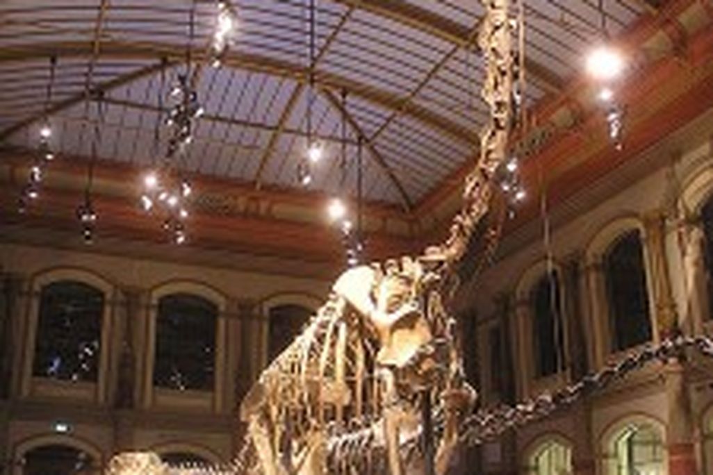 20110520083148Brachiosaurus-German-Museum-225x300.jpg