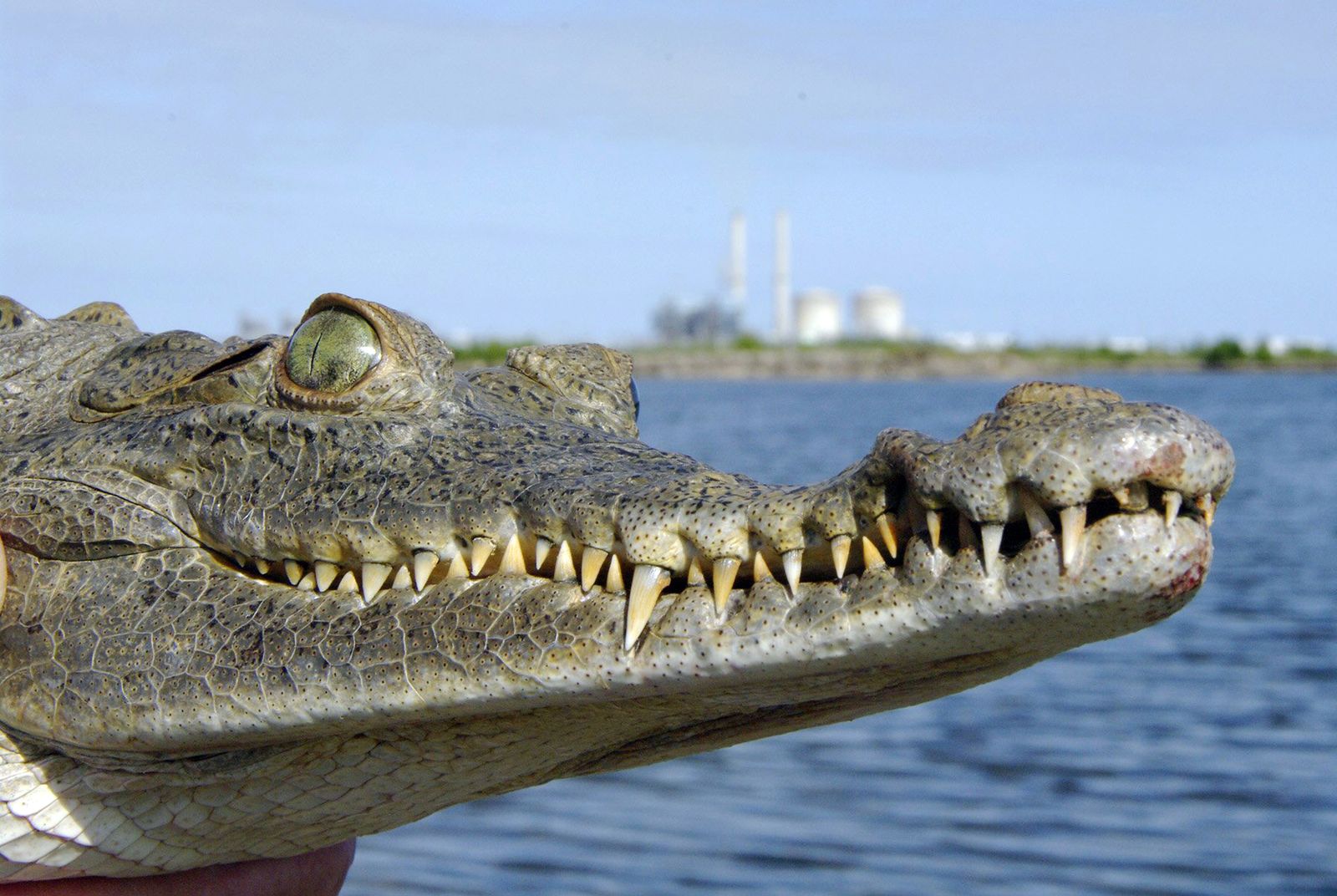 Why Florida Crocs Are Thriving Outside a Nuclear Power Plant | Smart News|  Smithsonian Magazine