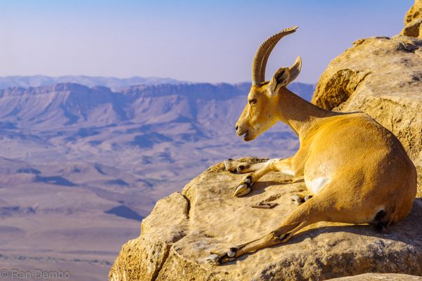 Nubian Ibex on the cliffs of Makhtesh (crater) Ramon thumbnail