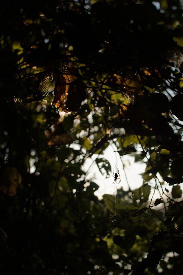 Awaiting Its Prey thumbnail