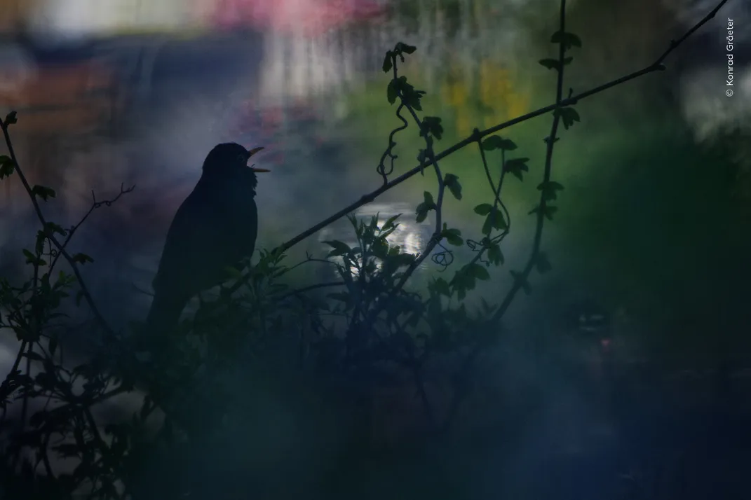 a blackbird sings from a sparse branch in near-darkness