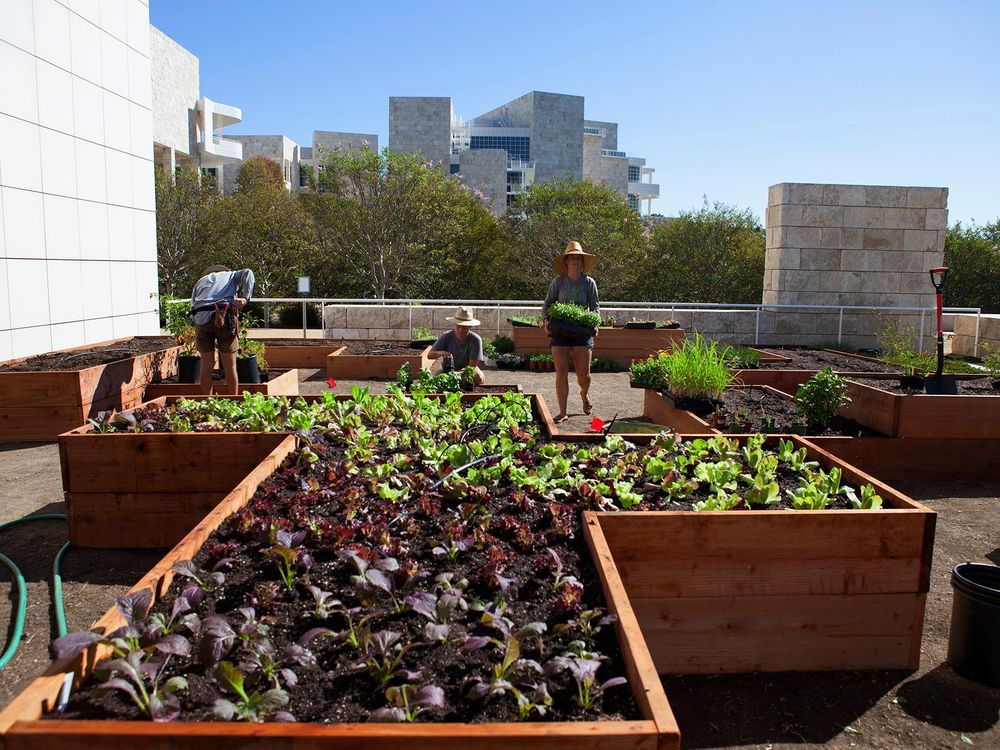 Getty Salad Garden