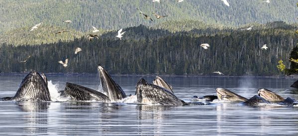Humpback Whales Feeding thumbnail