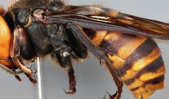 Close-up of a black and yellow hornet preserved on a pin
